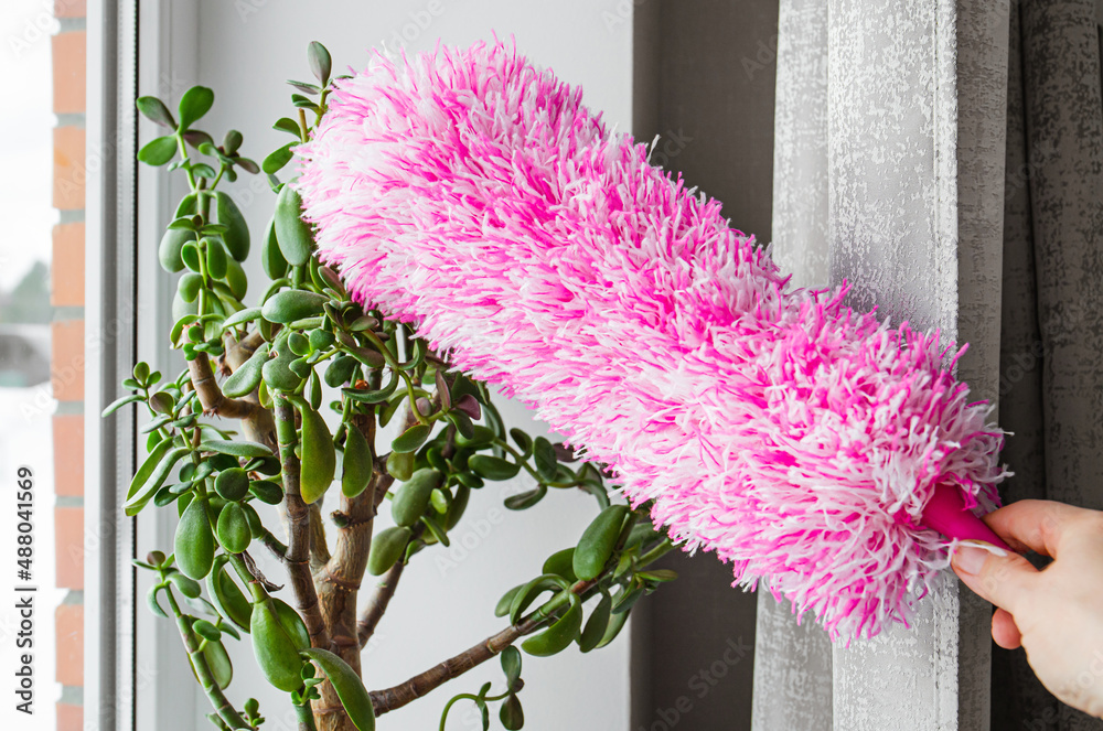 Person hand use microfiber duster to dust the Crassula Ovata plant's leaves, cleaning flower
