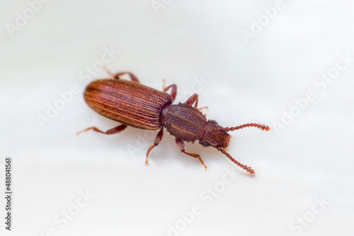 Merchant grain beetle in white background view from side. Oryzaephilus mercator © DBA