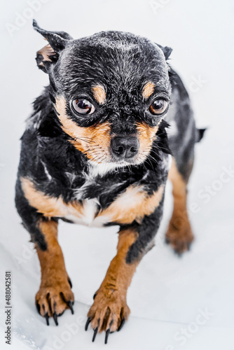 A wet Chihuahua dog bathes. Clean dog. Animal, pet.