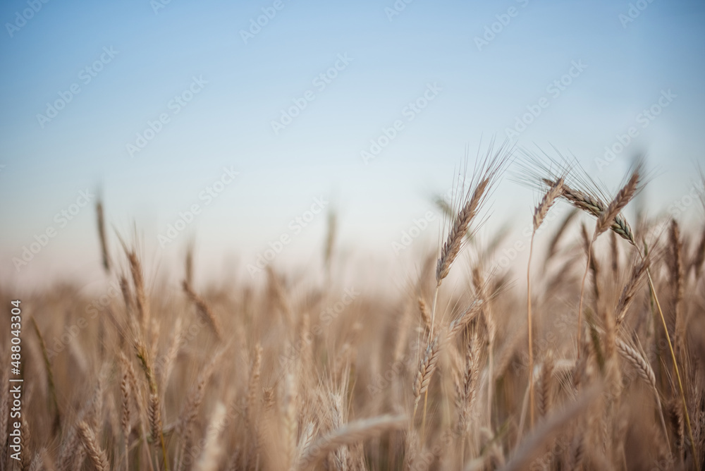 Ears of wheat on a warm summer day in the field