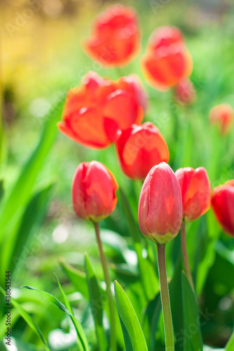 Tulips grow in a bed on a bright sunny day  tulip garden blooming on the season and filed fill full colorful of flowers