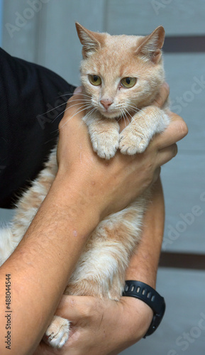 cute fluffy peach cat in hands