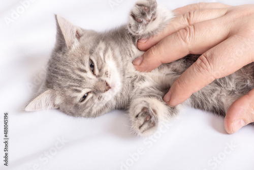 A small kitten lies on a white bed, male hands stroke the kitten's tummy, close-up. Pet owner and his pet. Gray striped fluffy kitten relaxes. The kitten purrs in the hands of the owner.