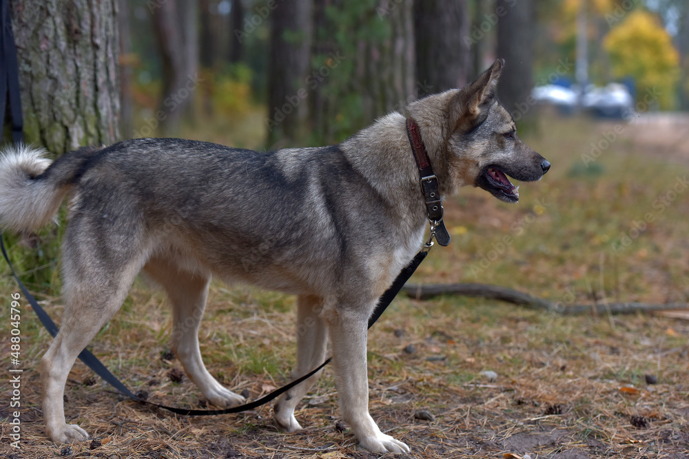 Obraz premium mongrel dog gray and black outdoors