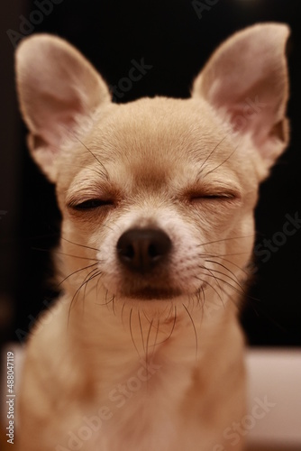 Portrait of beige mini chihuahua dog, black background © tselykh