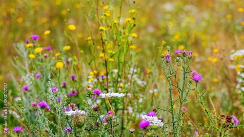 Wild wildflowers and weeds in the field