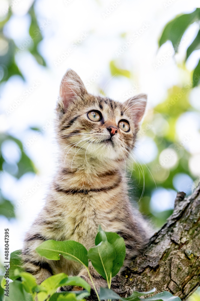 Cute little striped kitten on a tree looking up Cute little striped kitten on a tree looking up
