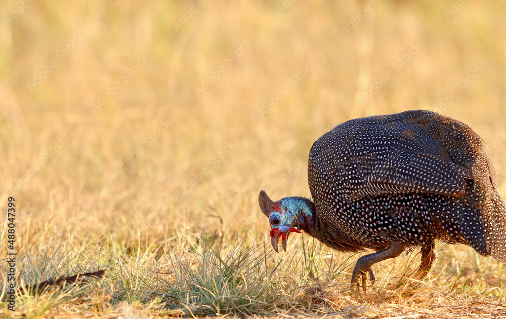 Obraz premium Helmeted Guineafowl, Kruger National Park