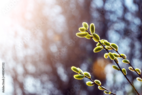 Papier peint Willow branches with fluffy catkins in the forest on a blurred background