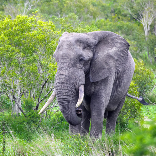  Big one bull African savanna elephant feeds in the bush.