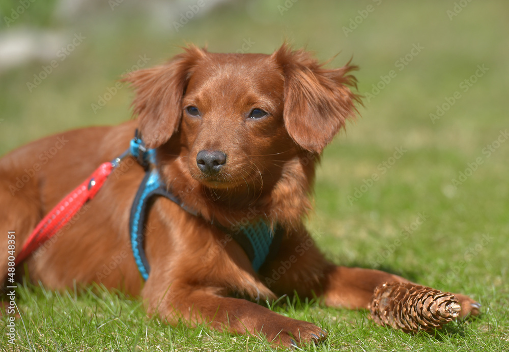 Small ginger dog of the Nevskaya Orchid breed Small ginger dog of the Nevskaya Orchid breed