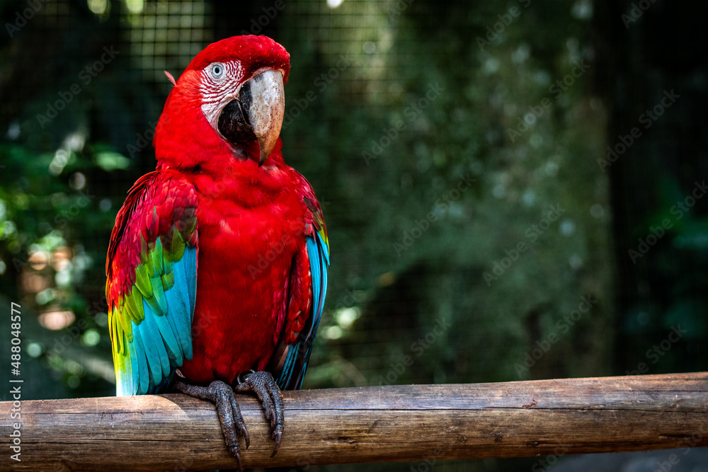 Arara vermelha no Parque das Aves em Foz do Iguaçu, Brasil. 