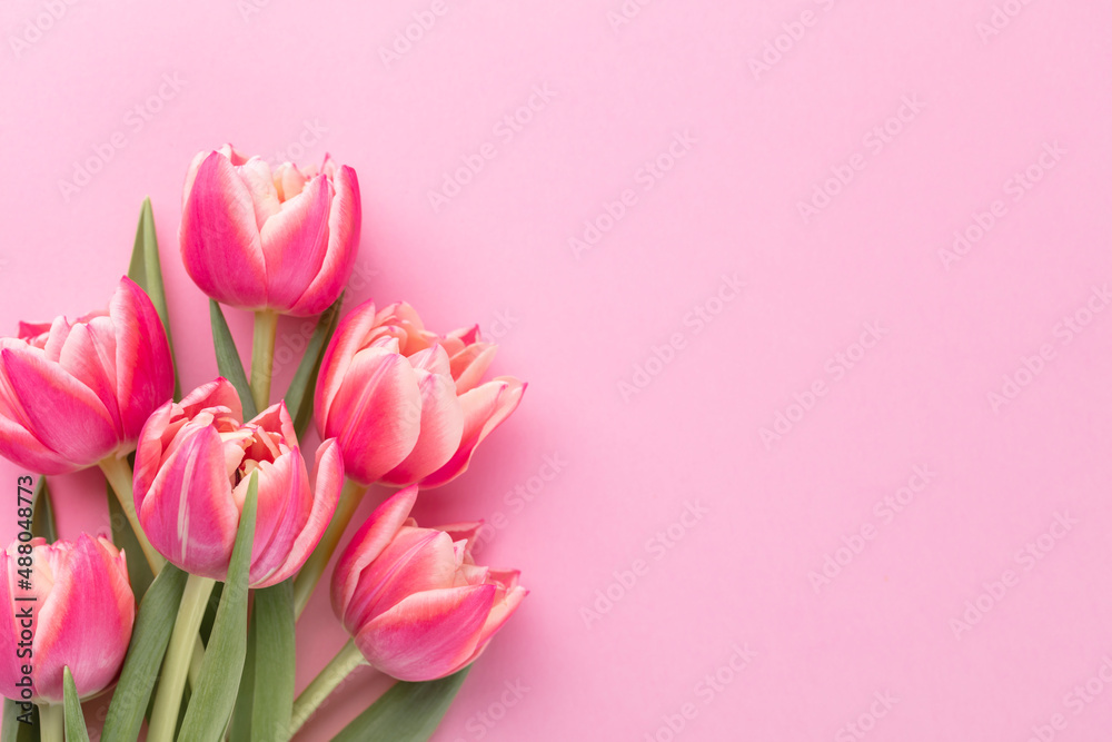 Pink tulip flower on pastel table background with copy space for text. International Women day, Mother day and Happy Valentine day concept.