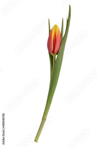 Red tulip flower head isolated on white background.