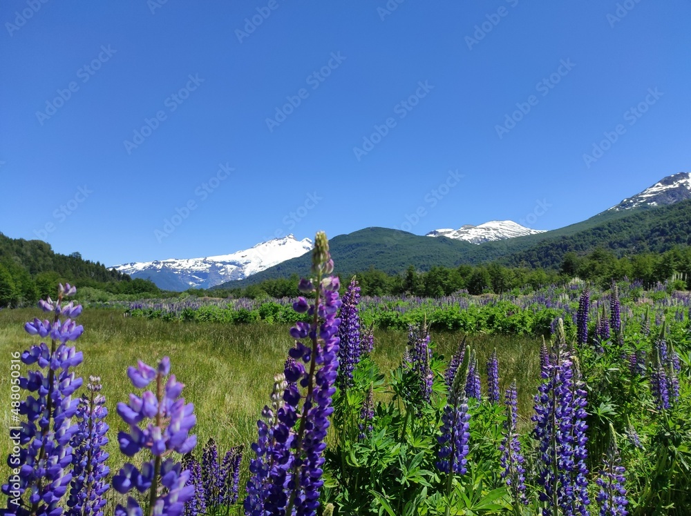Obraz premium De Bariloche à San Martin de Los Andes : Route des 7 lacs