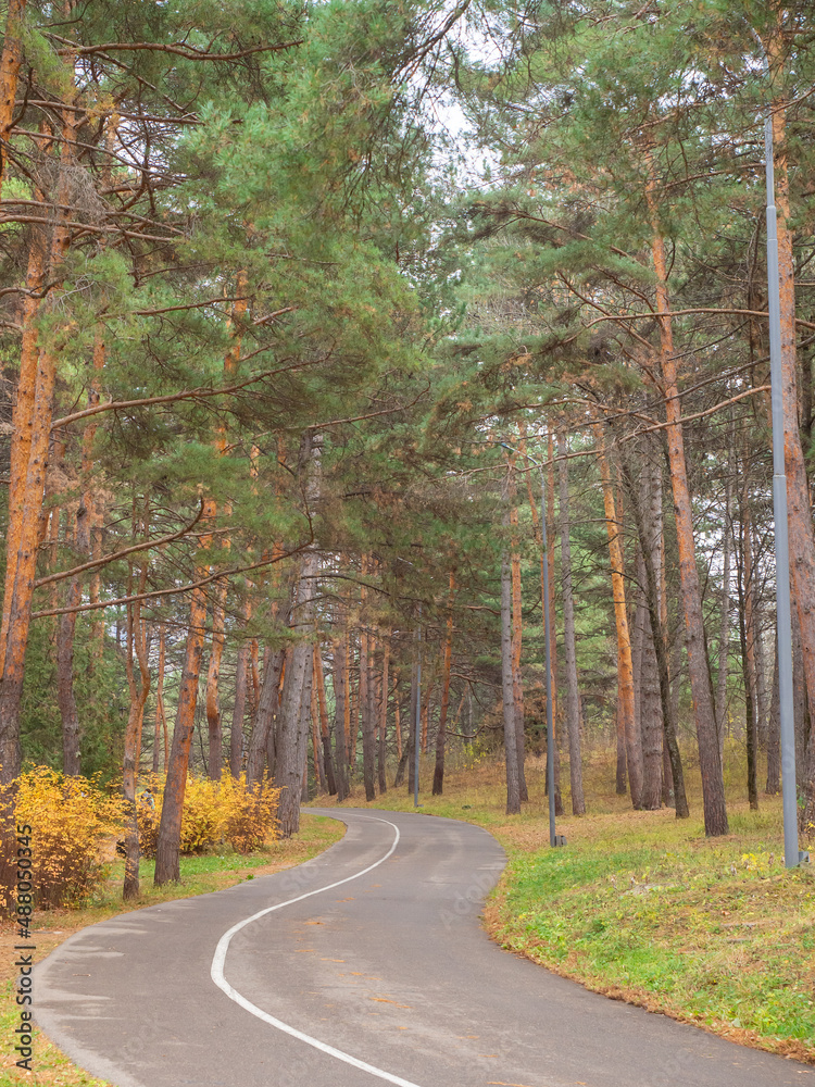Winding narrow asphalt road leading to a pine valley on a cloudy autumn day. National Kislovodsk Park