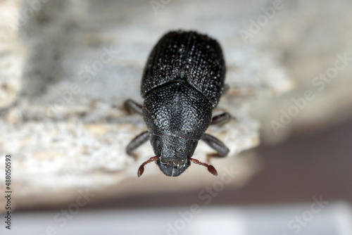 Greater ash bark beetle (Hylesinus crenatus), on wood,  photo