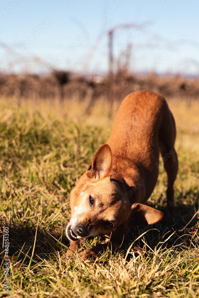 Fototapeta premium Chien Jack Russell terrier jouant avec bâton