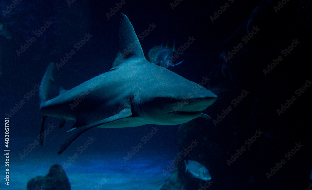 Fototapeta premium shark in aquarium