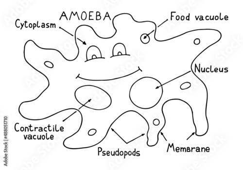 Fotografie Amoeba is a type of cell or unicellular organism which has the ability to alter its shape, primarily by extending and retracting pseudopods