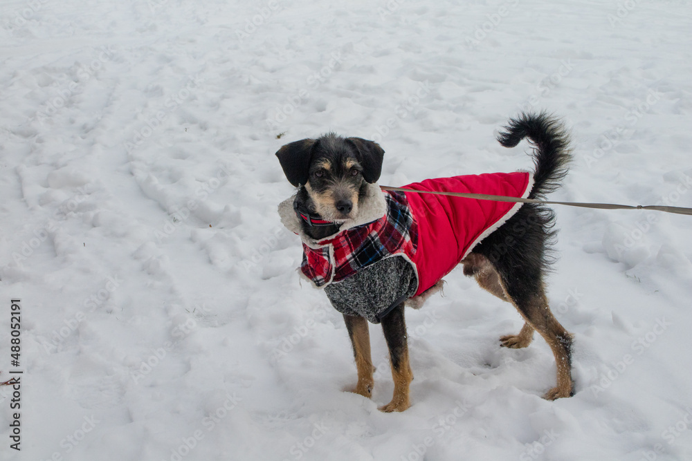 Cachorro brincando na neve com sua roupa de frio Cachorro brincando na neve com sua roupa de frio