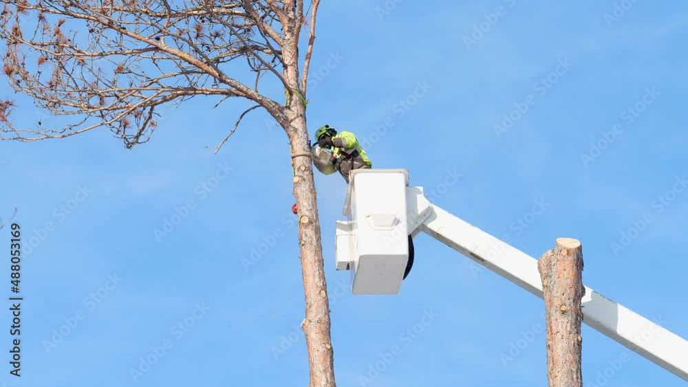 Tree trimming. Working arborist cuts off a tethered top of a dead pine tree trunk with a chainsaw, while standing in the basket of an articulating boom lift or cherry picker.