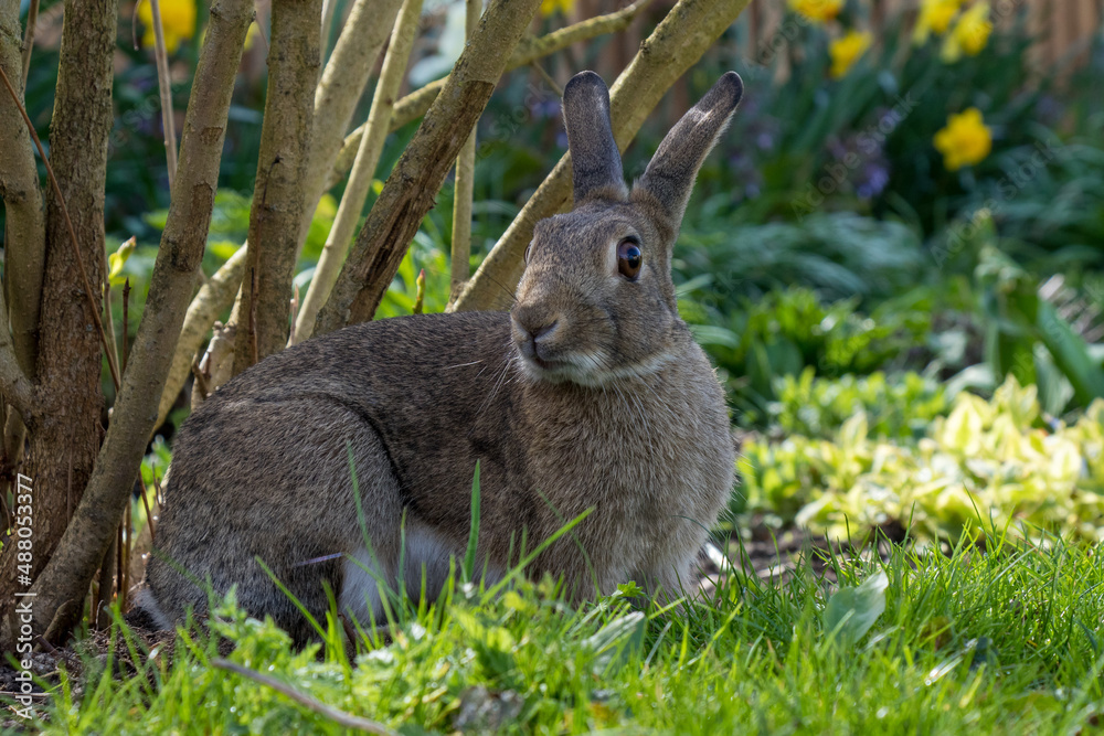 Fototapeta premium Rabbit at Easter