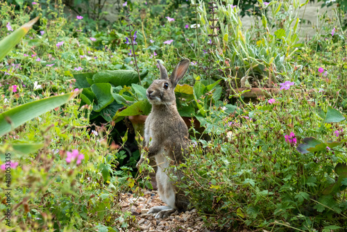 rabbit in a summer garden