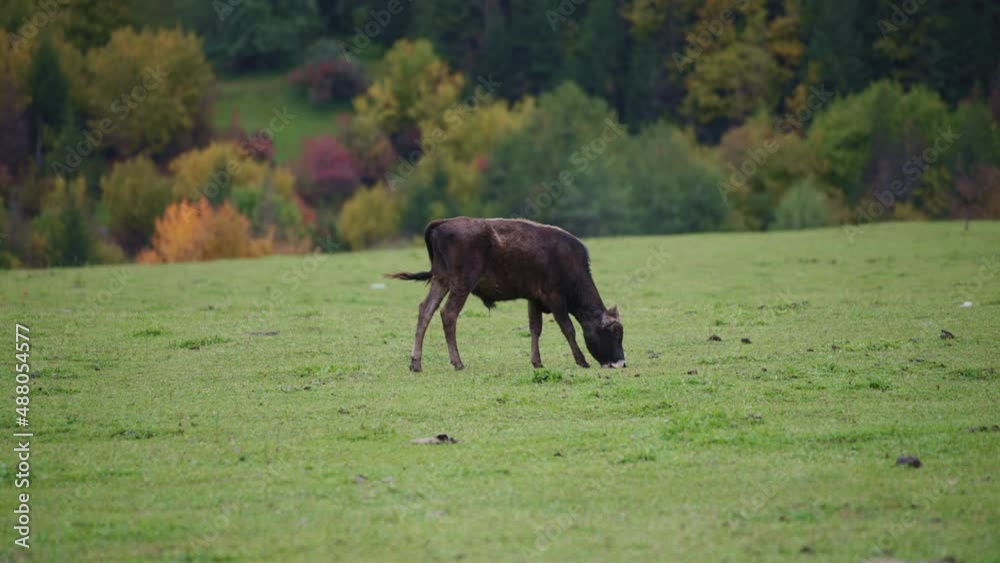 A young calf grazing in the pasture. Slow motion. A young calf grazing in the pasture. Slow motion.