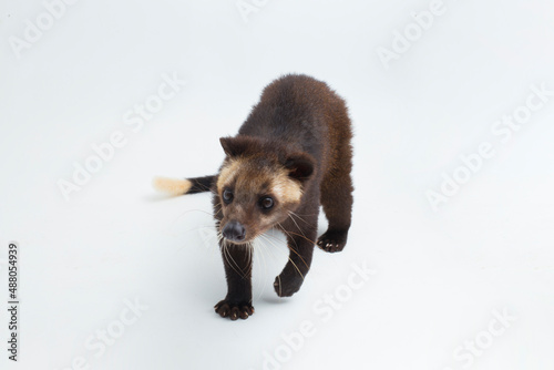 Sticker Sumatran Masked Palm Civet Paguma larvata leucomystax isolated on white backgrou