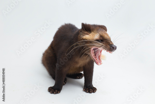 Sumatran Masked Palm Civet Paguma larvata leucomystax isolated on white background
