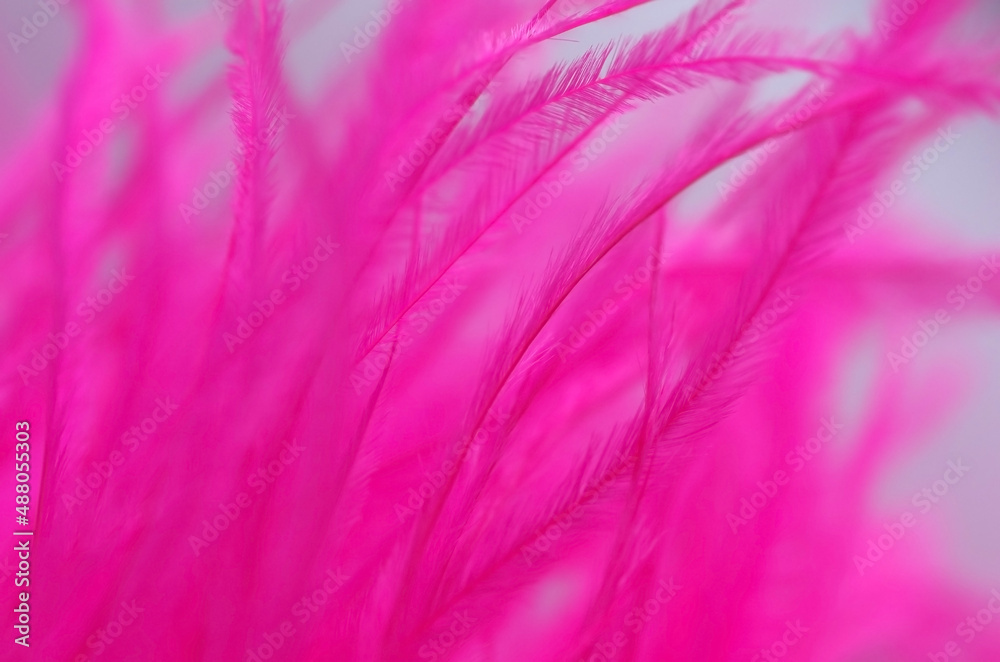 Abstract out of ostrich feathers. Ostrich feathers painted pink. Abstract out of ostrich feathers. Ostrich feathers painted pink.