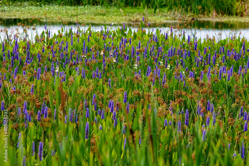 Blooming Pickeral in a tropical watery landscape photo