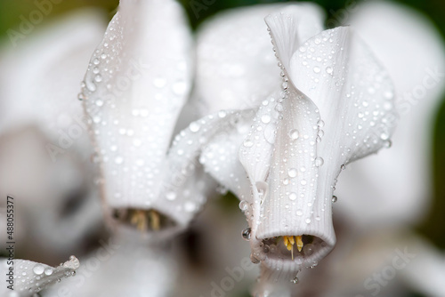 Canvastavla White cyclamen flowers covered in water droplets