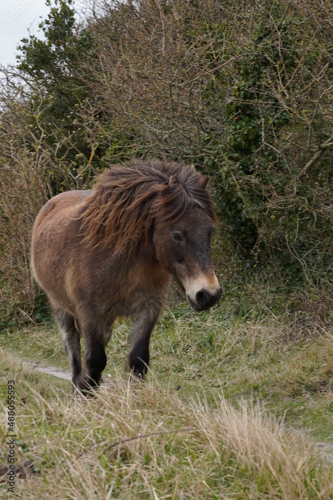 Fototapeta premium Horse in the field with green grass and the sea in the background.