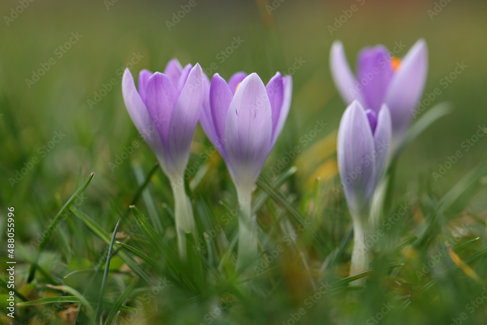 Group of crocuses in spring in the city park Group of crocuses in spring in the city park