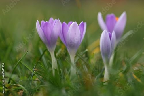 Group of crocuses in spring in the city park © leomalsam