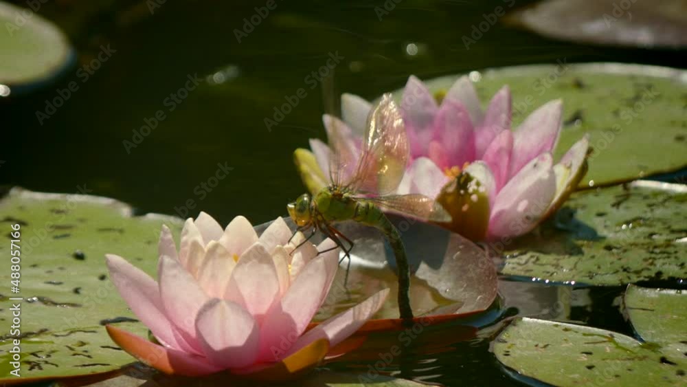 dragonfly flying away in slow motion by water lily dragonfly flying away in slow motion by water lily