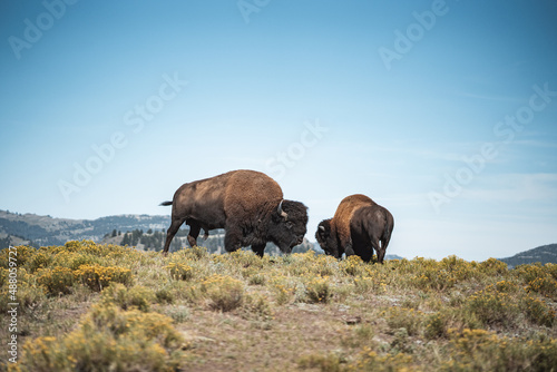 bison standing field 