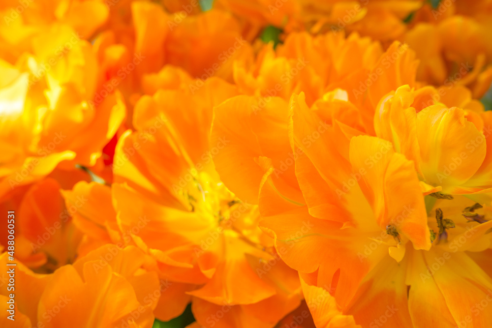 Background of orange open tulips with green leaves, large format Background of orange open tulips with green leaves, large format
