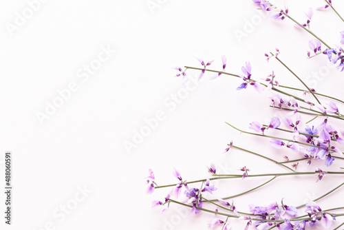 Flowers composition. Pink flowers on pink background. Easter, spring concept. Greeting card.