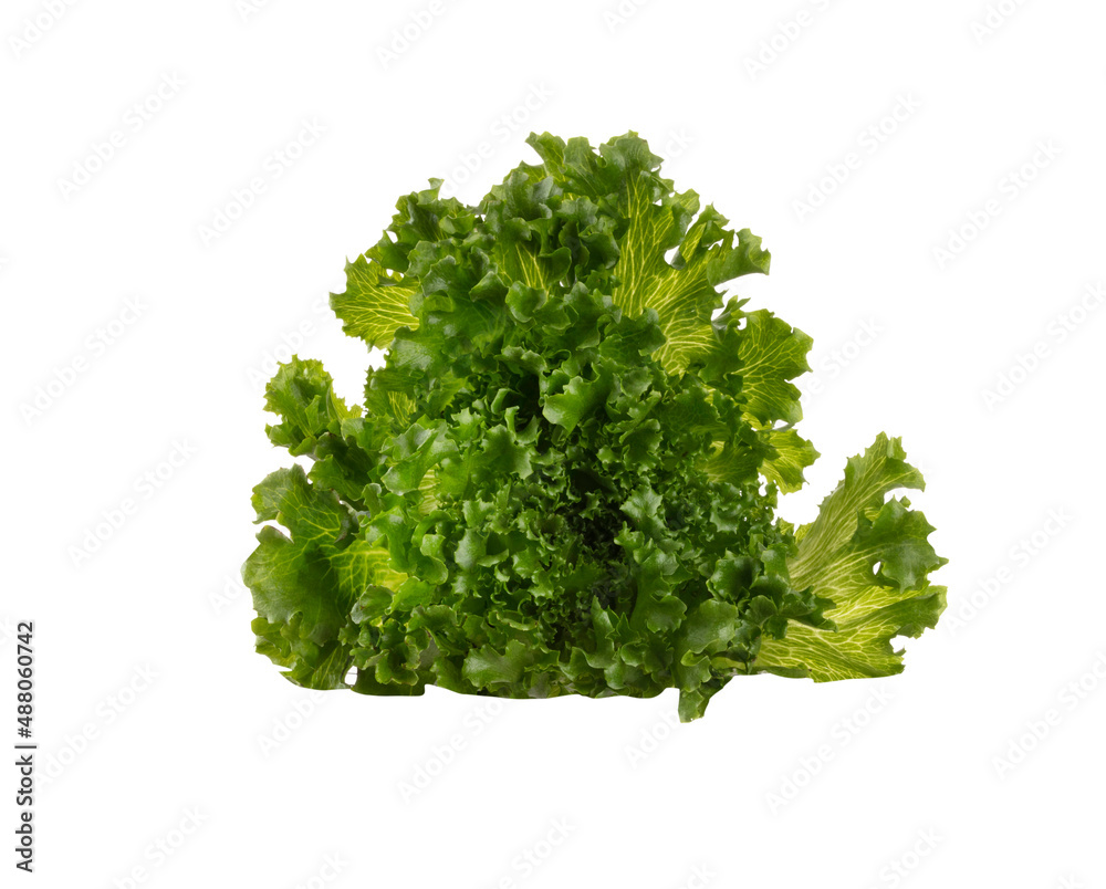 Fototapeta premium Salad leaves Bio lettuce isolated on white background.