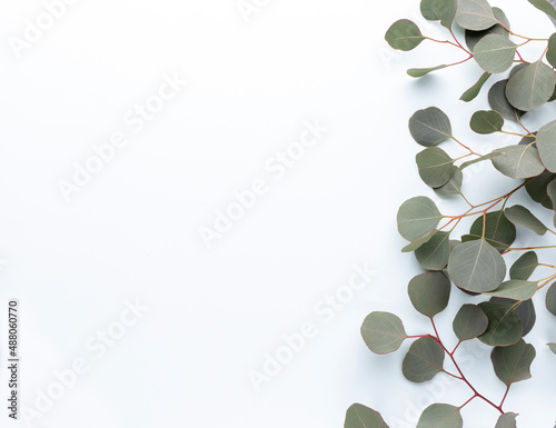 Eucalyptus composition. Pattern made of various colorful flowers on white background. Flat lay stiil life.