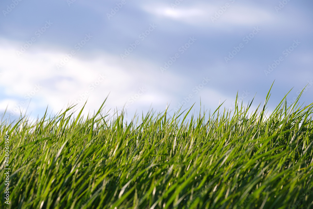 Fototapeta premium Closeup of green grass with long blades growing on lawn in summer