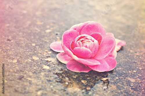 Pink Flower on Pavement