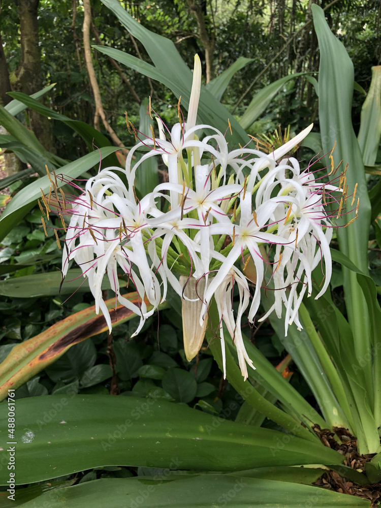 Obraz premium Hawaiian Flora