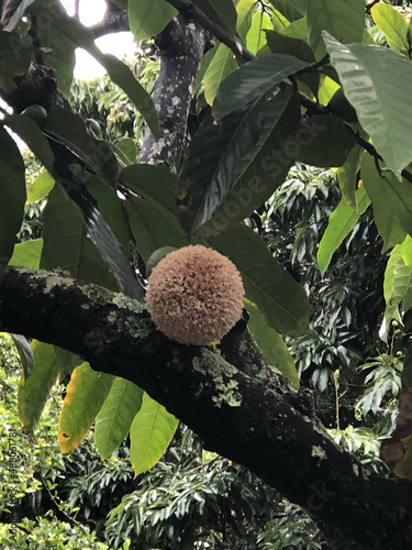 Hawaiian Flora