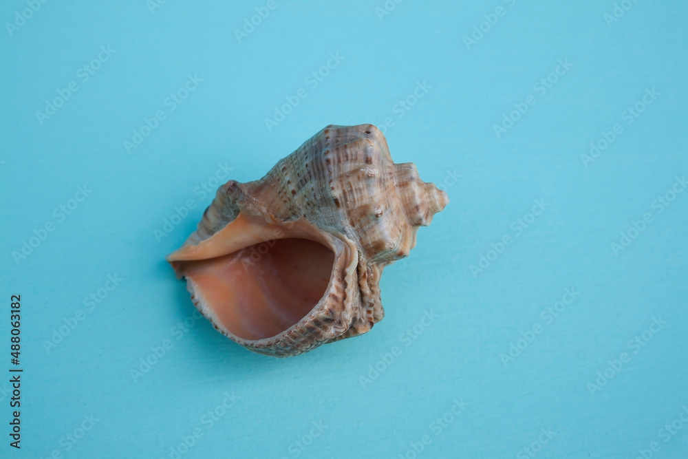 seashells, seashells on the background, background, place for text