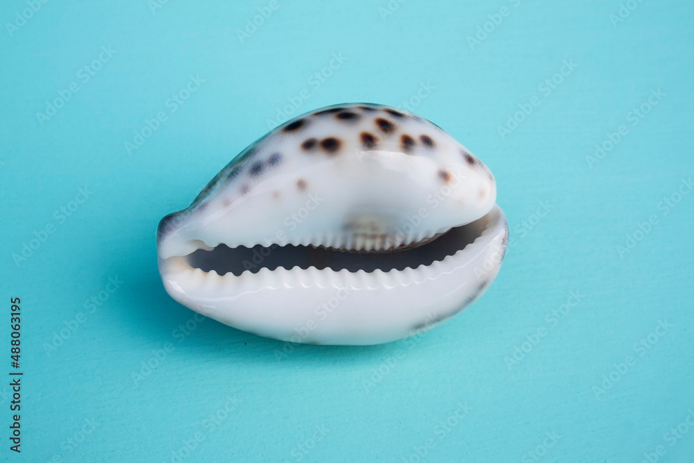 seashells, seashells on the background, background, place for text