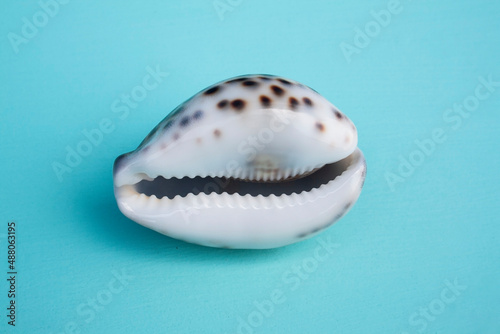 seashells, seashells on the background, background, place for text